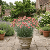 1 Cottage Pinks Dianthus Sugar Coral, Fragrant Hardy Summer Flowering Perennial Garden Plant, 17cm Root-Ball - Frankton's