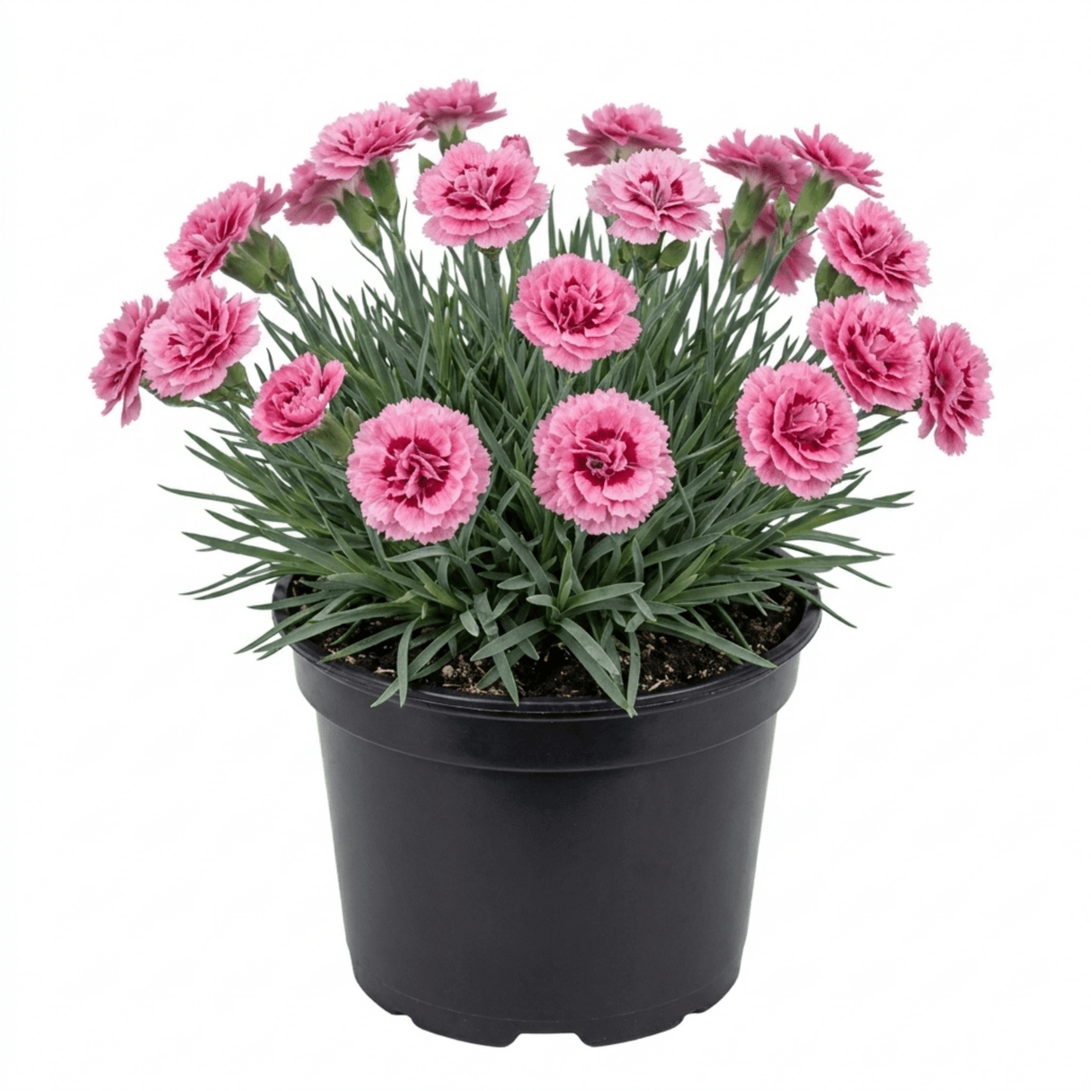 1 Cottage Pinks Dianthus Sugar Raspberry Plant, Hardy Summer Flowering Perennial, 17cm Root-Ball - Frankton's