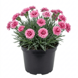 1 Cottage Pinks Dianthus Sugar Raspberry Plant, Hardy Summer Flowering Perennial, 17cm Root-Ball - Frankton's