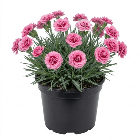 1 Cottage Pinks Dianthus Sugar Raspberry Plant, Hardy Summer Flowering Perennial, 17cm Root-Ball - Frankton's