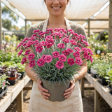 1 Cottage Pinks Dianthus Sugar Raspberry Plant, Hardy Summer Flowering Perennial, 17cm Root-Ball - Frankton's
