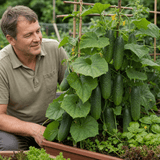 1 Cucumber Tasty Green Plant, Grow Your Own Fresh Cucumbers, Garden Ready, 2 Litre Root Ball - Frankton's