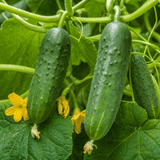1 Cucumber Tasty Green Plant, Grow Your Own Fresh Cucumbers, Garden Ready, 2 Litre Root Ball - Frankton's