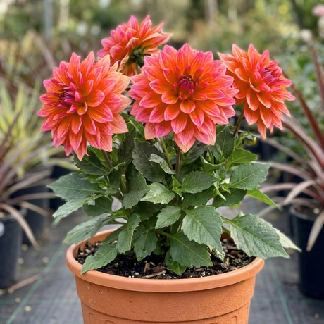1 Dahlia Fun Pomegranate Live Plant, Outdoor Summer Flowering Garden Ready, 3 Litre Root-Ball - Frankton's