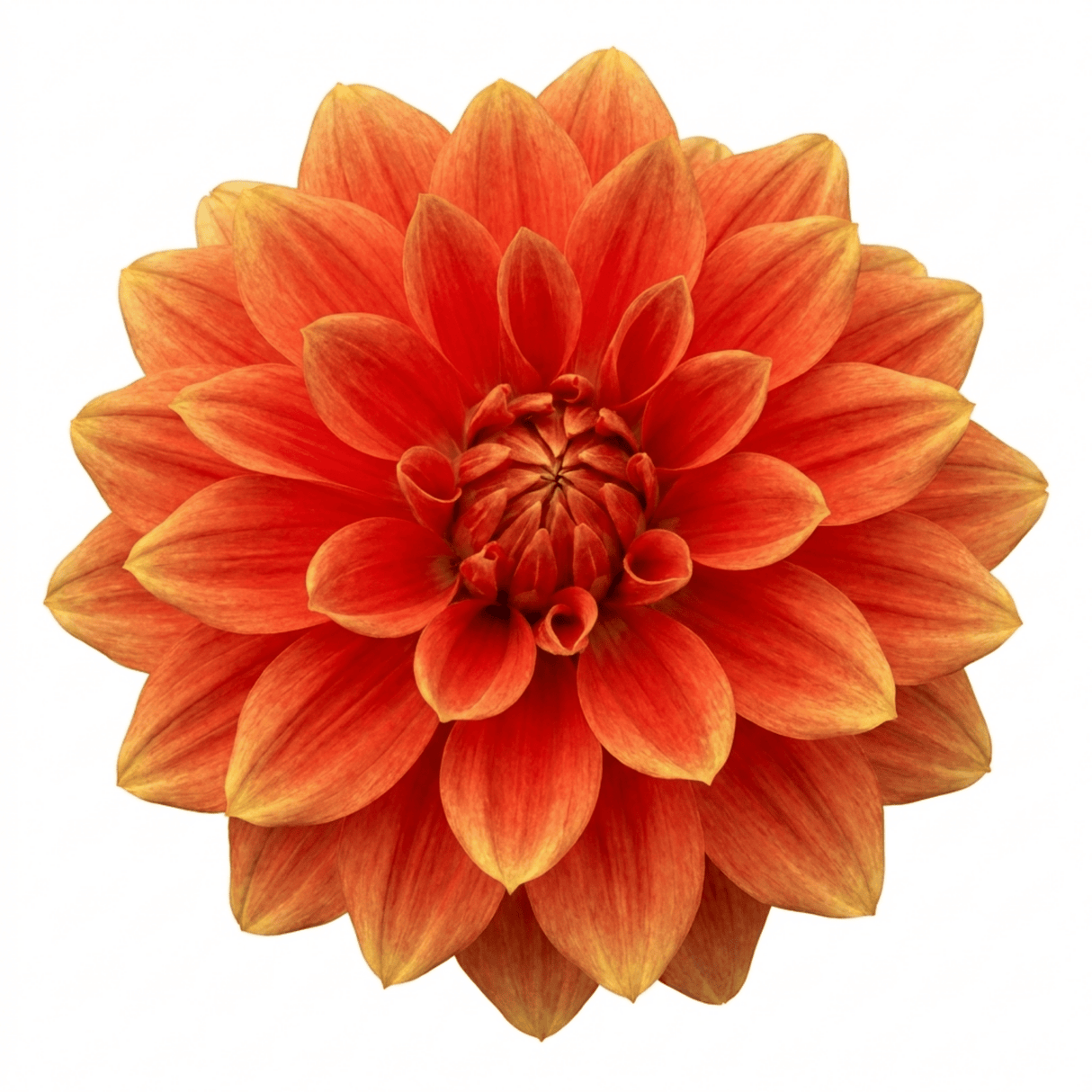 1 Dahlia Fun Pomegranate Live Plant, Outdoor Summer Flowering Garden Ready, 3 Litre Root-Ball - Frankton's