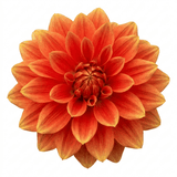 1 Dahlia Fun Pomegranate Live Plant, Outdoor Summer Flowering Garden Ready, 3 Litre Root-Ball - Frankton's