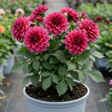 1 Dahlia Maggiore Deep Rose Live Plant, Summer Flowering Garden Ready, 3 Litre Root Ball - Frankton's