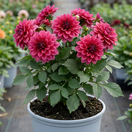 1 Dahlia Maggiore Deep Rose Live Plant, Summer Flowering Garden Ready, 3 Litre Root Ball - Frankton's