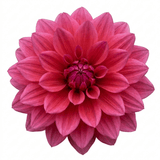 1 Dahlia Maggiore Deep Rose Live Plant, Summer Flowering Garden Ready, 3 Litre Root Ball - Frankton's