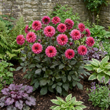 1 Dahlia Maggiore Deep Rose Live Plant, Summer Flowering Garden Ready, 3 Litre Root Ball - Frankton's