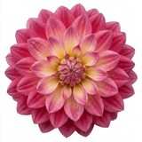 1 Dahlia Maggiore Fun Rose Bicolour Plant, Pink Summer Flowering, Outdoor Garden Ready, 3 Litre Root Ball - Frankton's