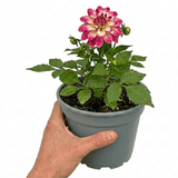 1 Dahlia Maggiore Fun Rose Bicolour Plant, Pink Summer Flowering, Outdoor Garden Ready, 3 Litre Root Ball - Frankton's