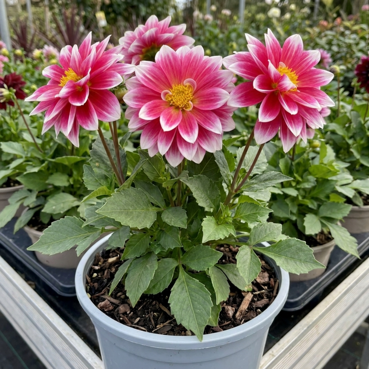 1 Dahlia Maggiore Fun Rose Bicolour Plant, Pink Summer Flowering, Outdoor Garden Ready, 3 Litre Root Ball - Frankton's