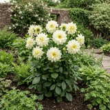 1 Dahlia Maggiore White Live Plant, Summer Flowering Outdoor Garden Ready, 3 Litre Root Ball - Frankton's