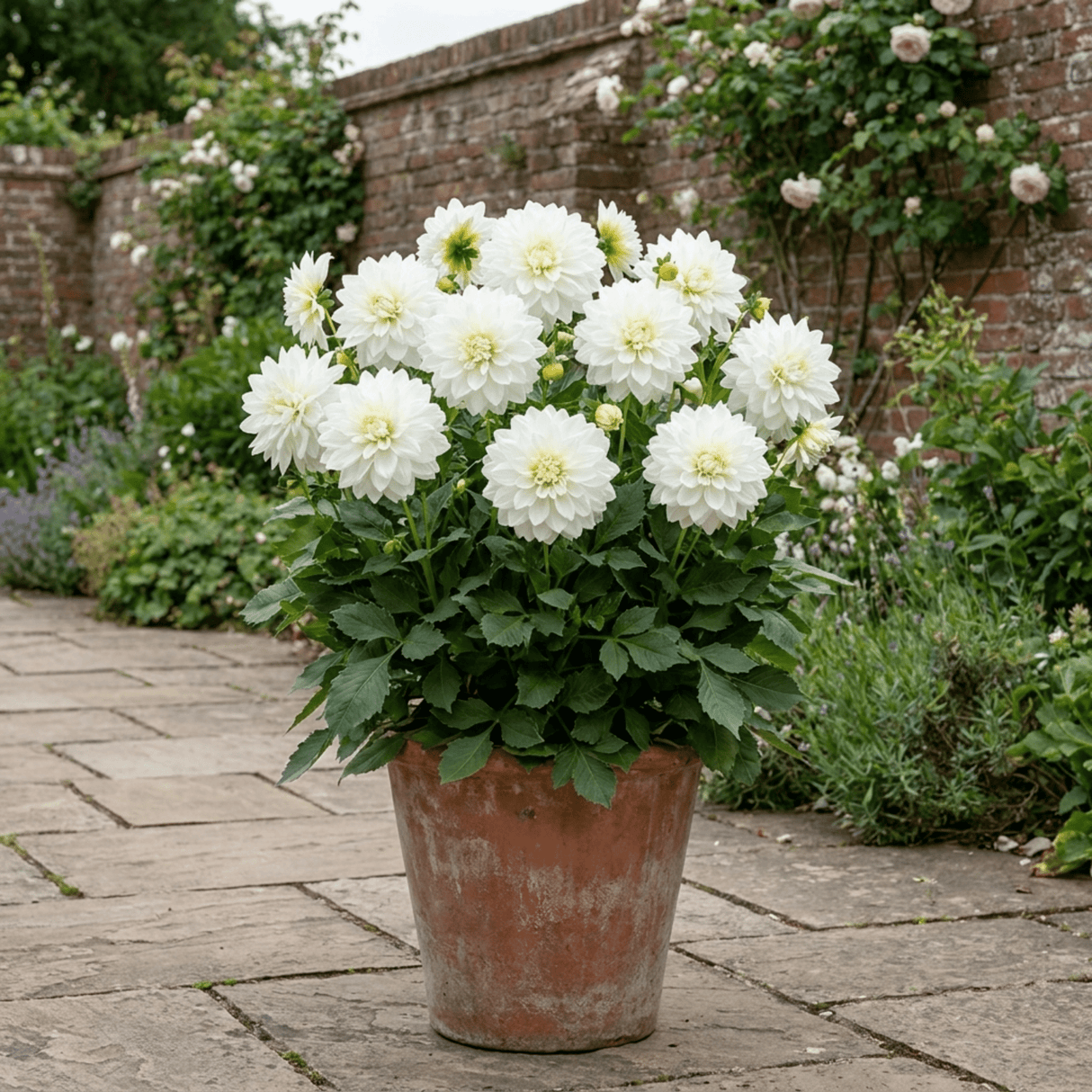 1 Dahlia Maggiore White Live Plant, Summer Flowering Outdoor Garden Ready, 3 Litre Root Ball - Frankton's