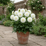 1 Dahlia Maggiore White Live Plant, Summer Flowering Outdoor Garden Ready, 3 Litre Root Ball - Frankton's