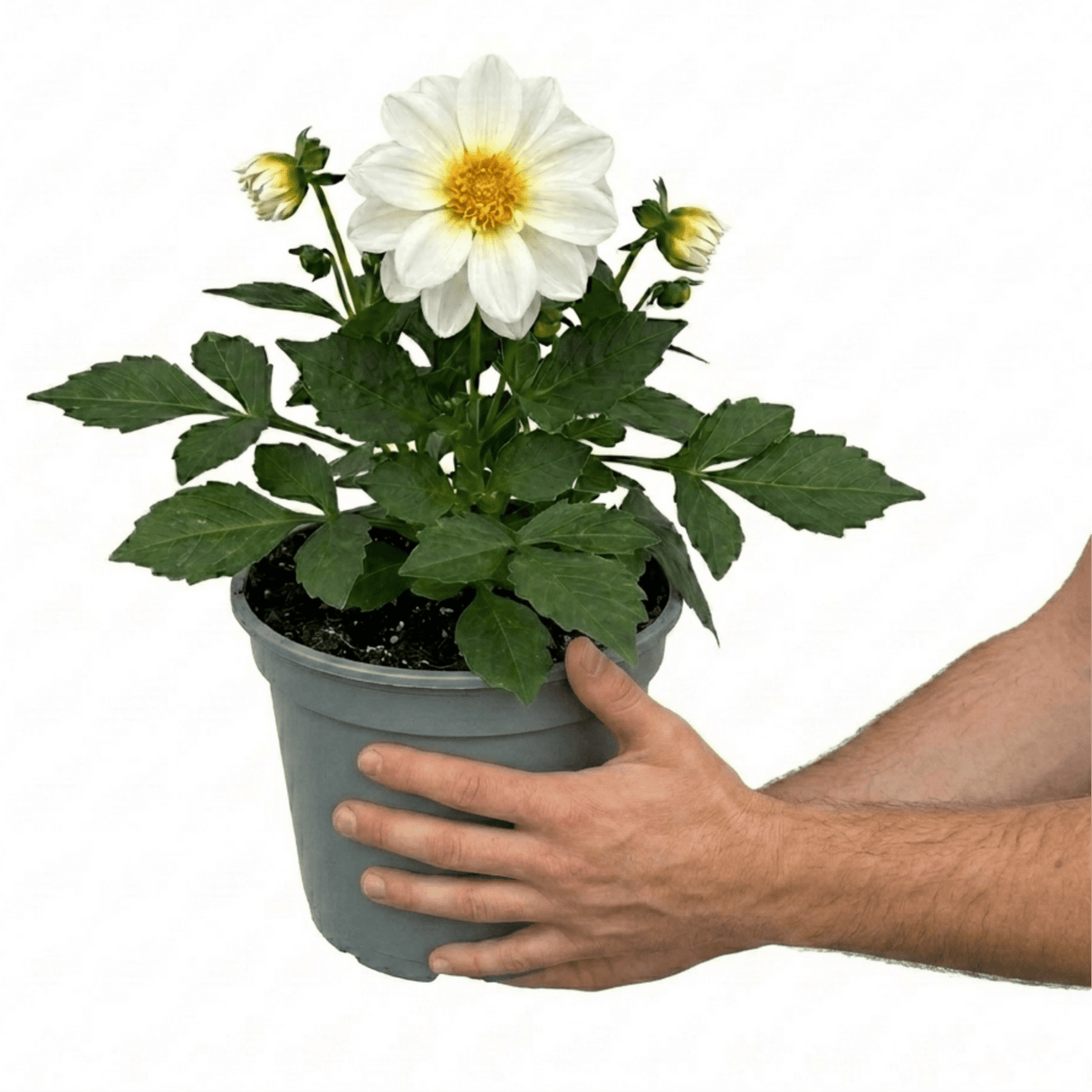 1 Dahlia Maggiore White Live Plant, Summer Flowering Outdoor Garden Ready, 3 Litre Root Ball - Frankton's