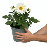 1 Dahlia Maggiore White Live Plant, Summer Flowering Outdoor Garden Ready, 3 Litre Root Ball - Frankton's