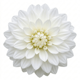 1 Dahlia Maggiore White Live Plant, Summer Flowering Outdoor Garden Ready, 3 Litre Root Ball - Frankton's