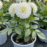 1 Dahlia Maggiore White Live Plant, Summer Flowering Outdoor Garden Ready, 3 Litre Root Ball - Frankton's