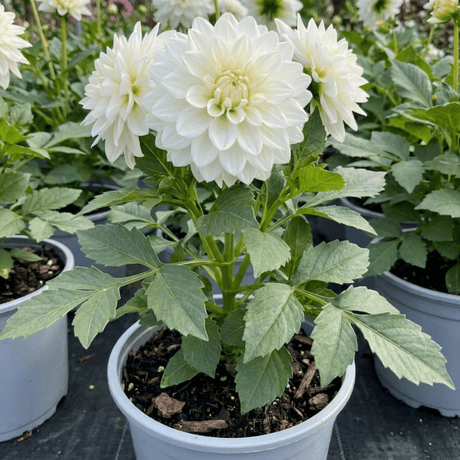 1 Dahlia Maggiore White Live Plant, Summer Flowering Outdoor Garden Ready, 3 Litre Root Ball - Frankton's