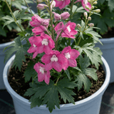 1 Delphinium Magic Fountains Deep Rose White Bee Plant, Hardy Garden Perennial, 2L Root Ball - Frankton's