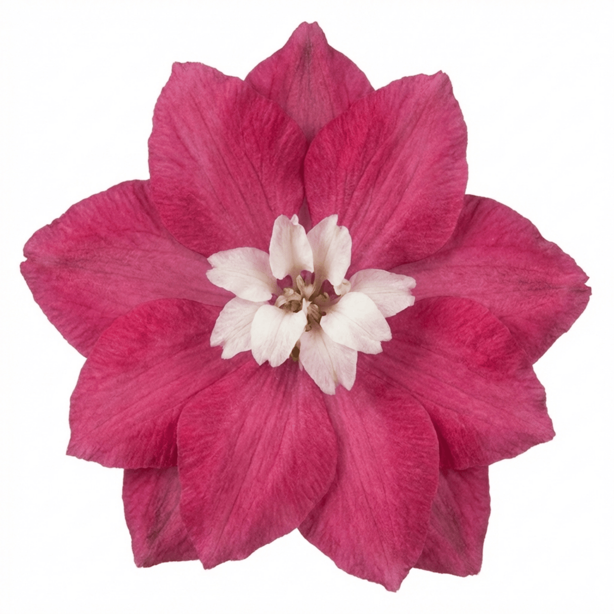 1 Delphinium Magic Fountains Deep Rose White Bee Plant, Hardy Garden Perennial, 2L Root Ball - Frankton's