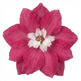 1 Delphinium Magic Fountains Deep Rose White Bee Plant, Hardy Garden Perennial, 2L Root Ball - Frankton's