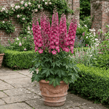 1 Delphinium Magic Fountains Deep Rose White Bee Plant, Hardy Garden Perennial, 2L Root Ball - Frankton's