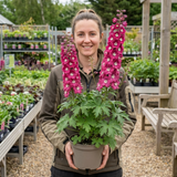1 Delphinium Magic Fountains Deep Rose White Bee Plant, Hardy Garden Perennial, 2L Root Ball - Frankton's