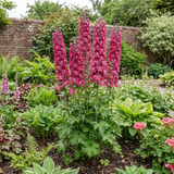 1 Delphinium Magic Fountains Deep Rose White Bee Plant, Hardy Garden Perennial, 2L Root Ball - Frankton's