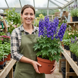 1 Delphinium Pixie Neptune Rocket, Hardy Perennial Flowering Plant, Garden Ready, 3 Litre Root Ball - Frankton's