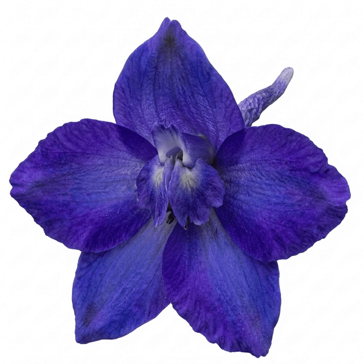 1 Delphinium Pixie Neptune Rocket, Hardy Perennial Flowering Plant, Garden Ready, 3 Litre Root Ball - Frankton's