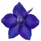 1 Delphinium Pixie Neptune Rocket, Hardy Perennial Flowering Plant, Garden Ready, 3 Litre Root Ball - Frankton's