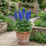 1 Delphinium Pixie Neptune Rocket, Hardy Perennial Flowering Plant, Garden Ready, 3 Litre Root Ball - Frankton's