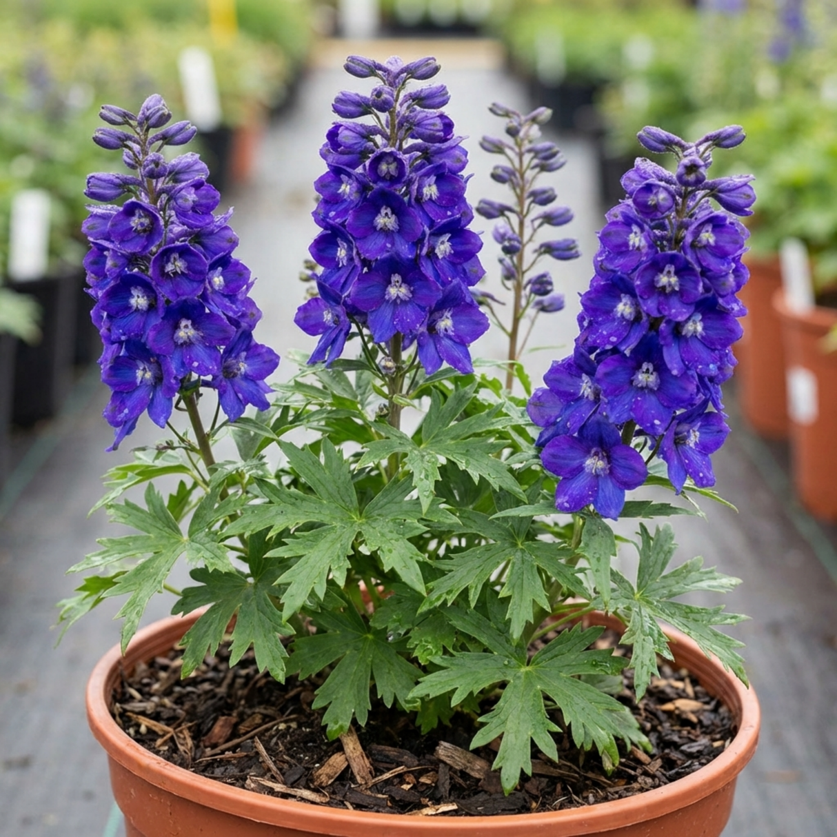 1 Delphinium Pixie Neptune Rocket, Hardy Perennial Flowering Plant, Garden Ready, 3 Litre Root Ball - Frankton's