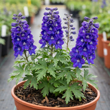 1 Delphinium Pixie Neptune Rocket, Hardy Perennial Flowering Plant, Garden Ready, 3 Litre Root Ball - Frankton's