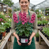 1 Delphinium Pixie Rose Rocket Hardy Perennial Plant, Cottage Garden Summer Flowering, 19cm Root-Ball - Frankton's