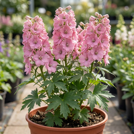 1 Delphinium Pixie Rose Rocket Hardy Perennial Plant, Cottage Garden Summer Flowering, 19cm Root-Ball - Frankton's