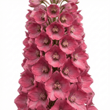 1 Delphinium Pixie Rose Rocket Hardy Perennial Plant, Cottage Garden Summer Flowering, 19cm Root-Ball - Frankton's