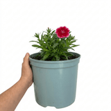 1 Dianthus Cherry Daiquiri Plant, Fragrant Hardy Summer Bedding Perennial, Outdoor Garden Ready, 5L Root Ball - Frankton's