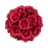 1 Dianthus Cherry Daiquiri Plant, Fragrant Hardy Summer Bedding Perennial, Outdoor Garden Ready, 5L Root Ball - Frankton's