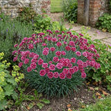 1 Dianthus Cherry Daiquiri Plant, Fragrant Hardy Summer Bedding Perennial, Outdoor Garden Ready, 5L Root Ball - Frankton's