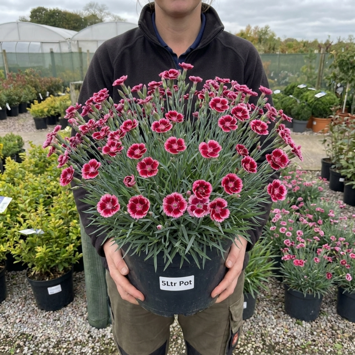 1 Dianthus Cherry Daiquiri Plant, Fragrant Hardy Summer Bedding Perennial, Outdoor Garden Ready, 5L Root Ball - Frankton's