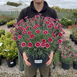 1 Dianthus Cherry Daiquiri Plant, Fragrant Hardy Summer Bedding Perennial, Outdoor Garden Ready, 5L Root Ball - Frankton's