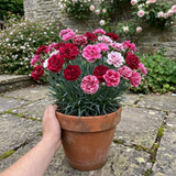 1 Dianthus Cherry Daiquiri Plant, Fragrant Hardy Summer Bedding Perennial, Outdoor Garden Ready, 5L Root Ball - Frankton's