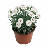 1 Dianthus Coconut Sundae Cottage Pinks Plant, Summer Flowering Perennial, 2Ltr Root Ball - Frankton's