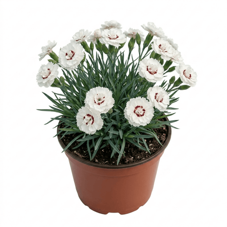 1 Dianthus Coconut Sundae Cottage Pinks Plant, Summer Flowering Perennial, 2Ltr Root Ball - Frankton's