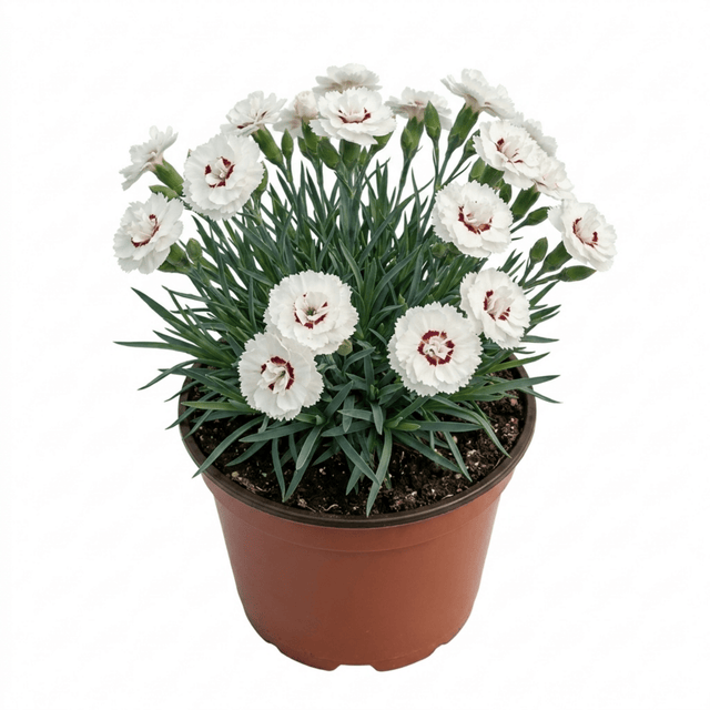 1 Dianthus Coconut Sundae Cottage Pinks Plant, Summer Flowering Perennial, 2Ltr Root Ball - Frankton's