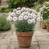 1 Dianthus Coconut Sundae Cottage Pinks Plant, Summer Flowering Perennial, 2Ltr Root Ball - Frankton's